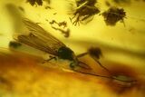 Two Detailed Fossil Flies (Diptera) In Baltic Amber #139012-1